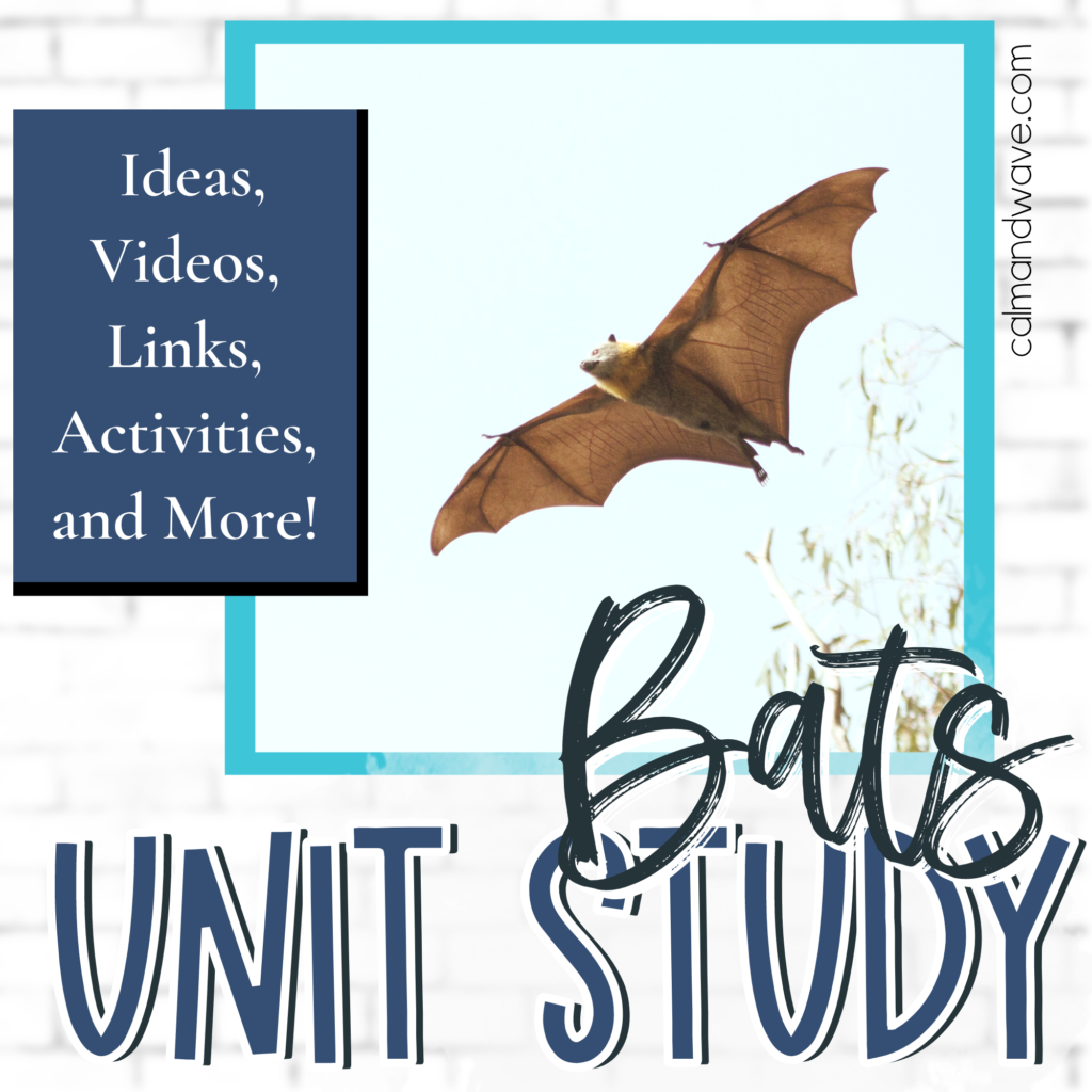 Homeschool bats unit study with bat image