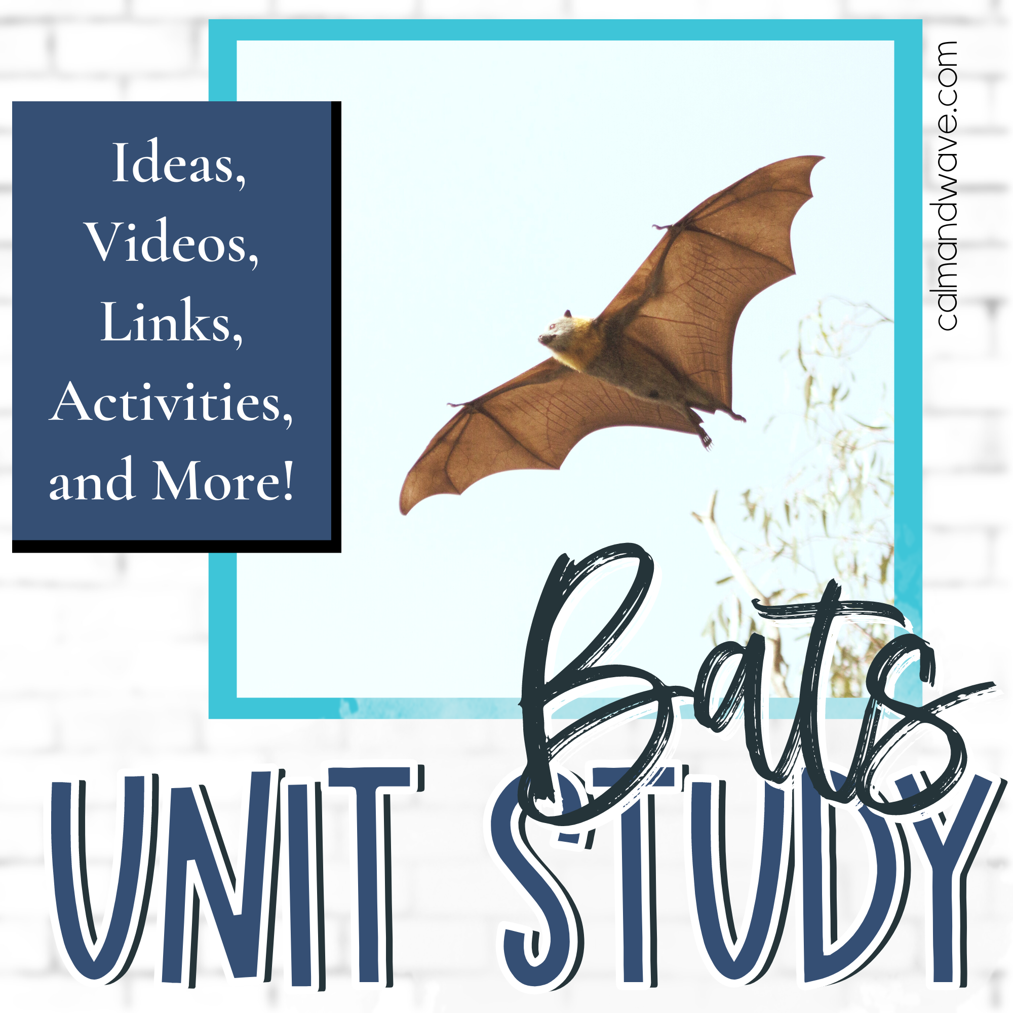 Homeschool Bats Unit Study Ideas, Videos, Links, Activities, and More!