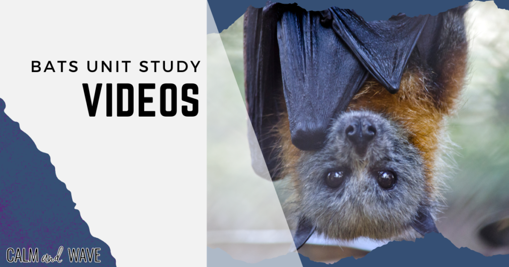 bats unit study video links with picture of bats